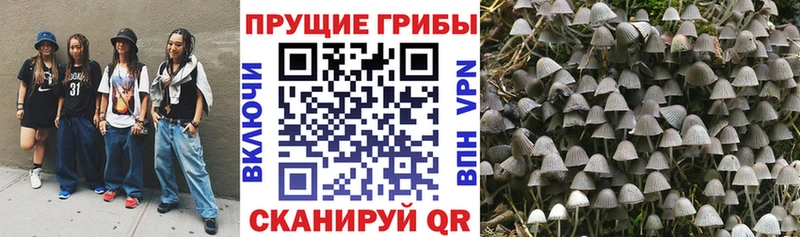 hydra tor  Ковылкино  Галлюциногенные грибы GOLDEN TEACHER 